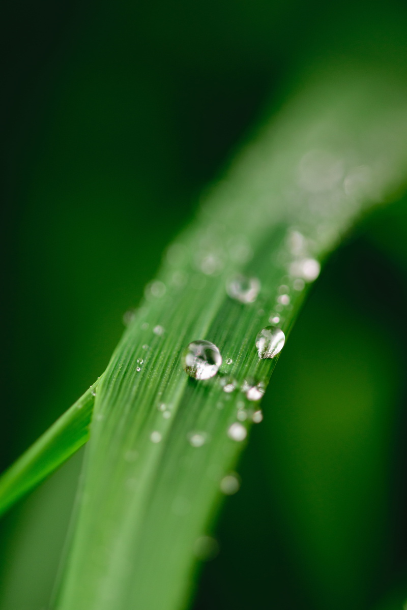 outdoors, texture, spring, transparent, plant, garden, freshness, flora, dew, pure, wet, plants, aqua, springtime, raindrop, summer, growth, liquid, macro