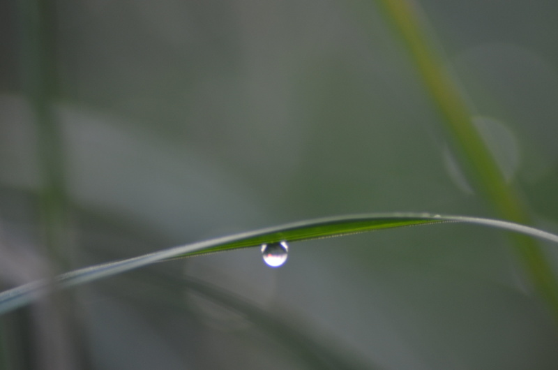 condensation, rosa, summer, a drop of, macro, green Color, Drop, beauty in nature, selective focus, Grass, purity, morning, liquid, vulnerability, dew