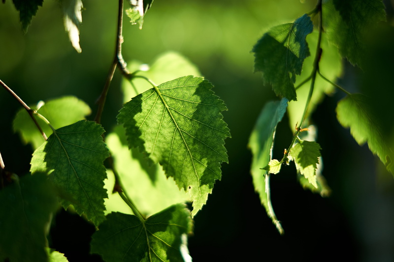 summer, lush Foliage, macro, leaf, beauty in nature, leaf vein, no People, closeup, photography, close-up, plant, 4K, sunlight, color Image, mint leaves