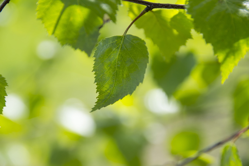 life, nature, abstract, food and drink, optimism, forest, freshness, leaves, 4K, plant, closeup, green leaves, outdoors, plant part, beautiful