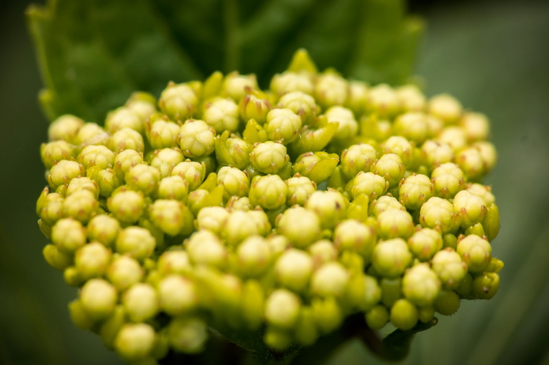 freshness, leaves, grape, selective focus, leaf, plant, summer, green, bud, structure, frisch, abundance, macro, wellbeing, young, crop, ripe, no people