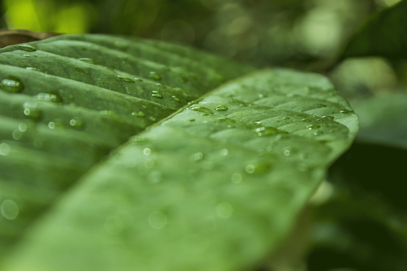close-up, environment, green Color, tropical vegetation, 5K, drop, tropical plant, wet, Nature, rainy season, tropical, plant part, purity, growth, macro