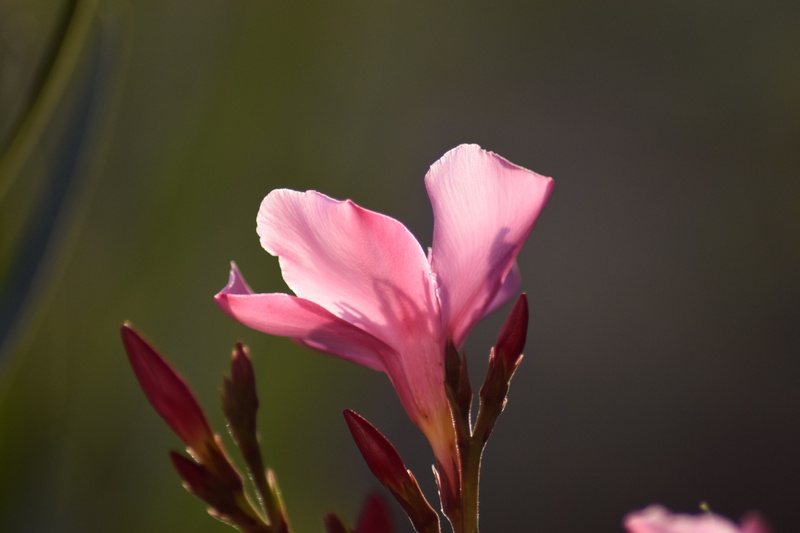 springtime, back light, flowering plant, Bloom, softness, green Color, flower Head, leaf, macro, beauty In Nature, Blossom, plant, Oleander, vulnerability