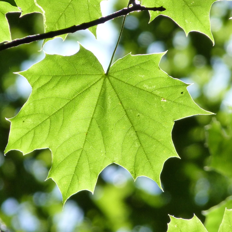outdoors, no People, leaves, green Color, lush Foliage, sunlight, beauty in nature, green, freshness, branch, growth, light, bright, leaf vein, maple, plant