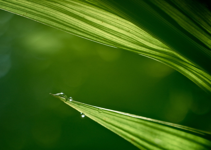 grass, green, environment, 2K, close up, green Color, leaves, Crocosmia, leaf, water drop, foliage, monochromatic, stripes, freshness, close, drop, morning light