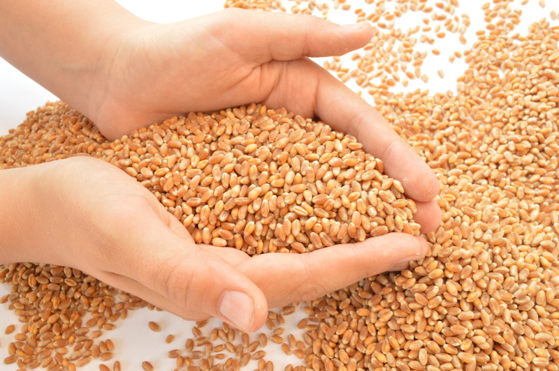 raw food, plant, human hand, hands, seed, human body part, real people, crop, 5K, finger, close-up, grains, large group of objects, wheat, food and drink