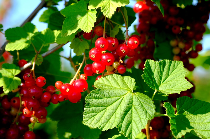 ripe, close, nutrition, beauty in nature, agriculture, bunch, mass, green, crop, 5K, organic, plant part, specialty, no people, delicious, Fruit, red summer