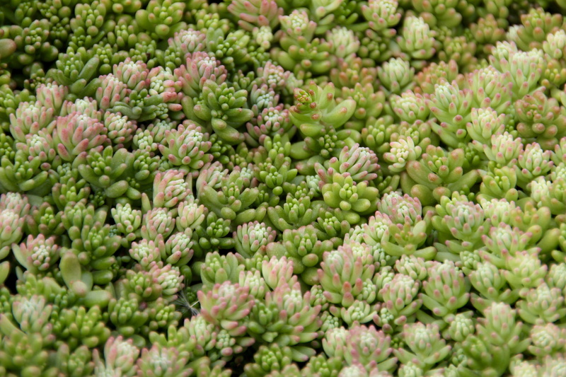food processing plant, green, no people, selective focus, abundance, evergreen, wellbeing, succulents, food, day, raw food, green color, nature, thick sheet greenhouse