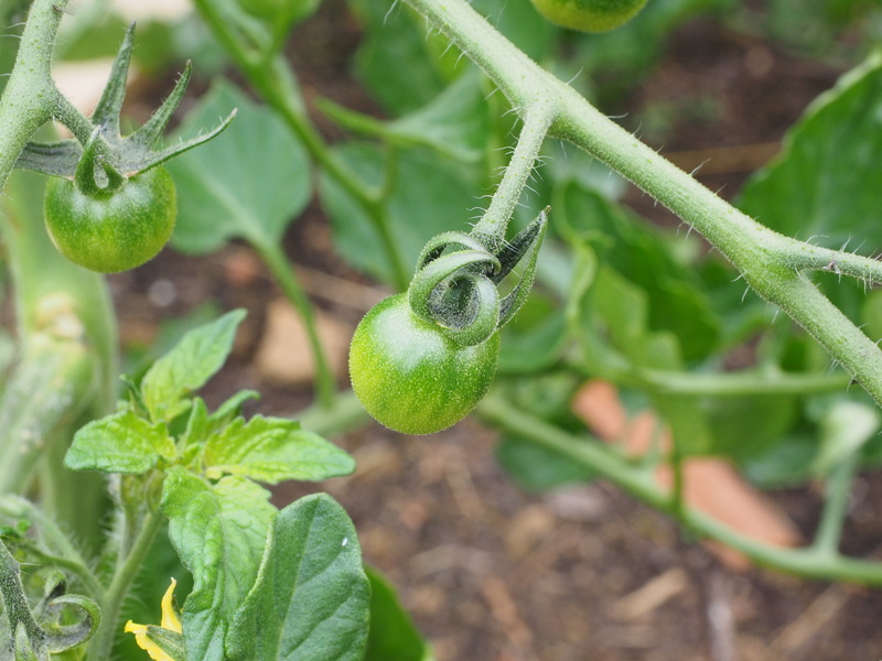 food, 4K, vegetable Garden, day, green Color, vegetable, plantation, fruit, freshness, green, plant part, crop, growth, agriculture, food and drink, plant