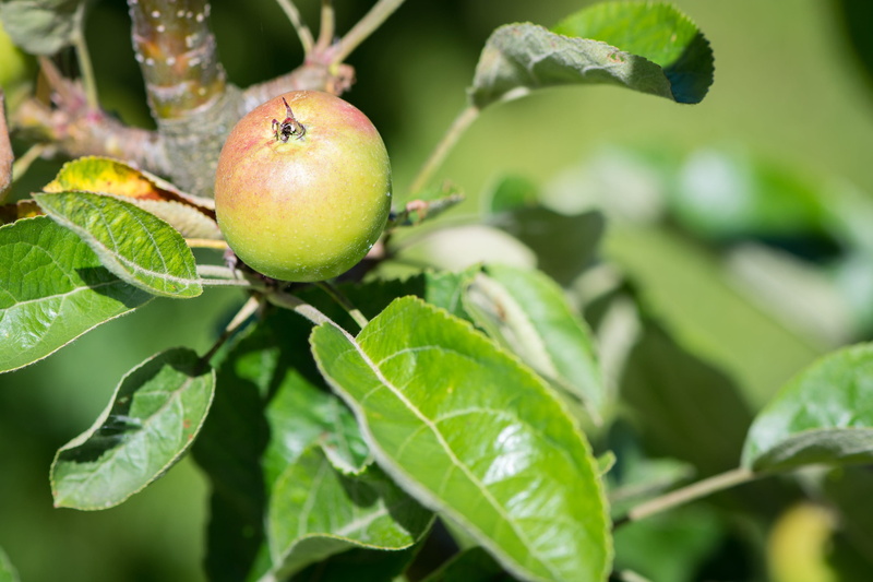 vitamins, wellbeing, healthy Eating, Apple Tree, orchard, of course, leaf, agriculture, fruit, plant part, tree, day, in the garden, immature, nature, vegetable garden