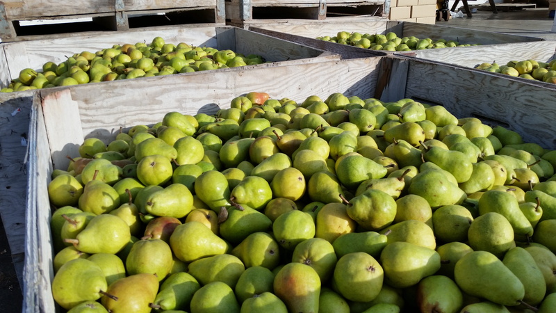 market, organic, food and drink, pears, freshness, raw, large group of objects, stem, nutrition, outdoors, nature, high angle view, food, agriculture, natural
