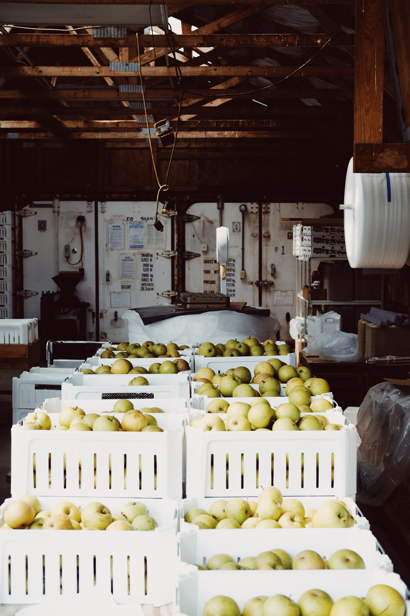 healthy eating, 5K, tray, lot, apple picking, green, abundance, apple juice, food and drink, freshness, day, fruit, box, orchard, plastic, architecture