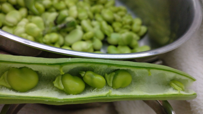 food processing plant, wellbeing, healthy lifestyle, brussels sprout, vegan, no people, nutrition, green, large group of objects, selective focus, food