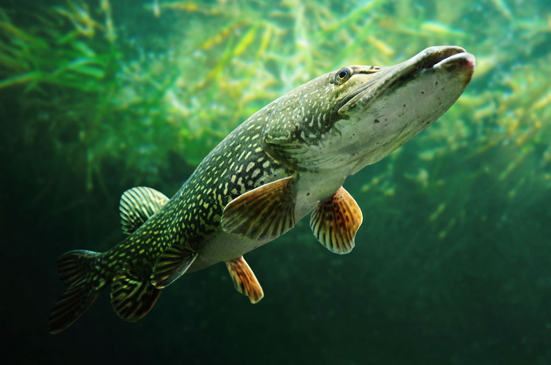 Pike Ordinary, side view, water, Esox lucius, animal themes, focus on foreground, sea, deep, animals In The Wild, sea Life, reef, black, day, swimming Animal
