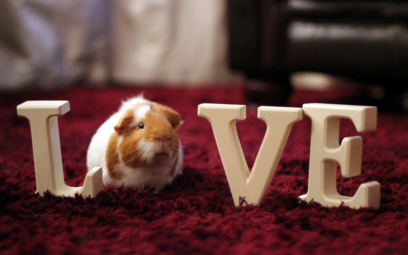 720P, pet, Love, guineapig
