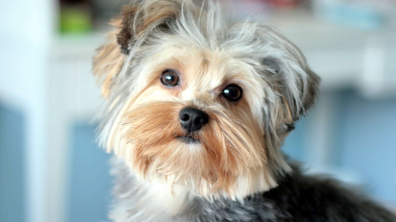 animals, dog, cute, yorkshire, 1080P, puppy, terrier, pet, yorkshire terrier