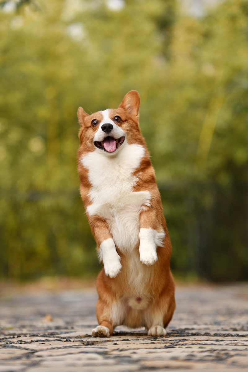 day, looking, animal themes, pembroke, full length, domestic, corgi, pembroke welsh corgi, one animal, nature, no people, pets, animal, looking away, animal tongue