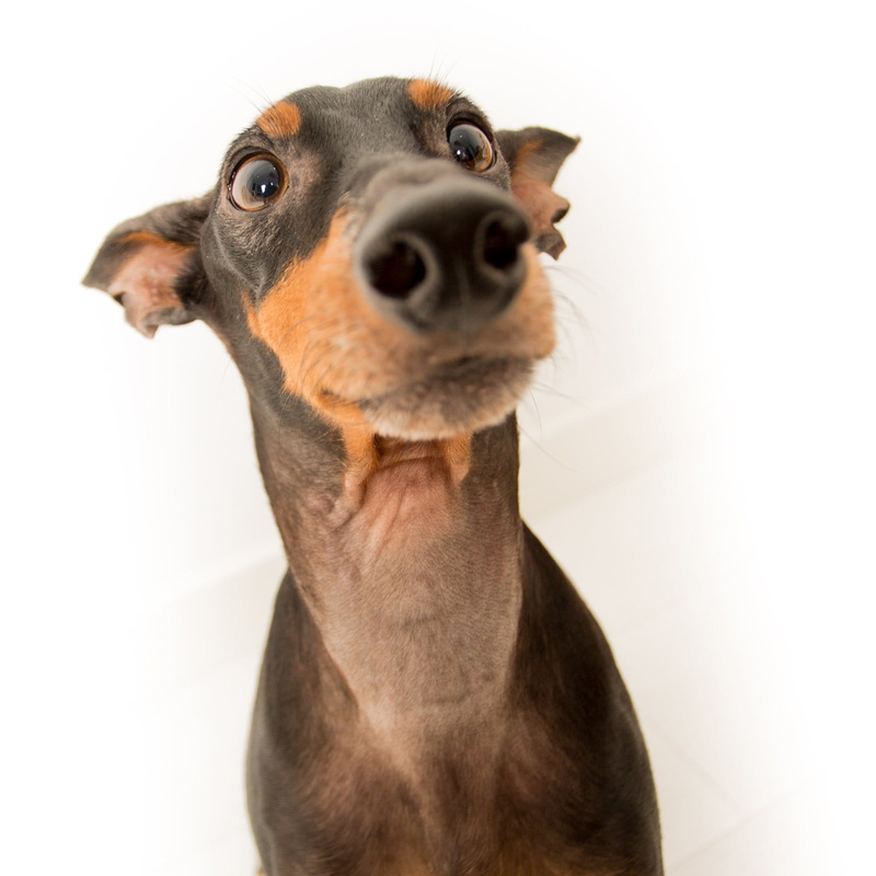 looking at camera, animal head, Funny, doberman, white background, portrait, mammal, canine, no people, domestic, Dogs, studio shot, mini, indoors, Animals