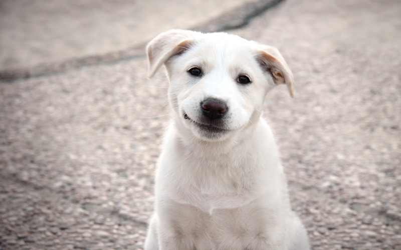 dog, white, pet, cute, puppy, white dog, 1080P, animals