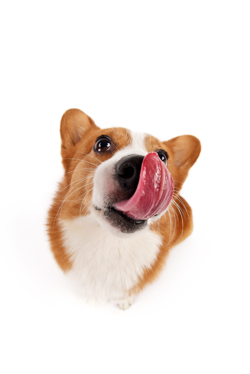 canine, one animal, animal, brown, close, pembroke, white background, chihuahua - dog, indoors, adult, copy space, welsh, looking at camera, white, photography