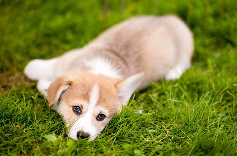 Puppy, Sweet, dwarfdog, dogbreed, PembrokeWelshCorgi, Adorable, popular, Grass, pembroke, Corgi, WelshCorgi, Sleepy, Animals, Pets, welsh, cuteness, Outdoor