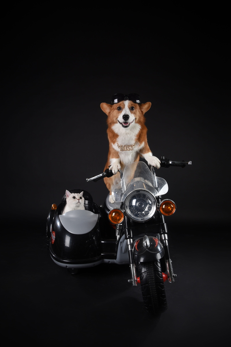 dog, domestic animals, animal, black background, riding, drink, corgi, canine, pets, food and drink, motorcycle, front view, welsh, no people, vertebrate