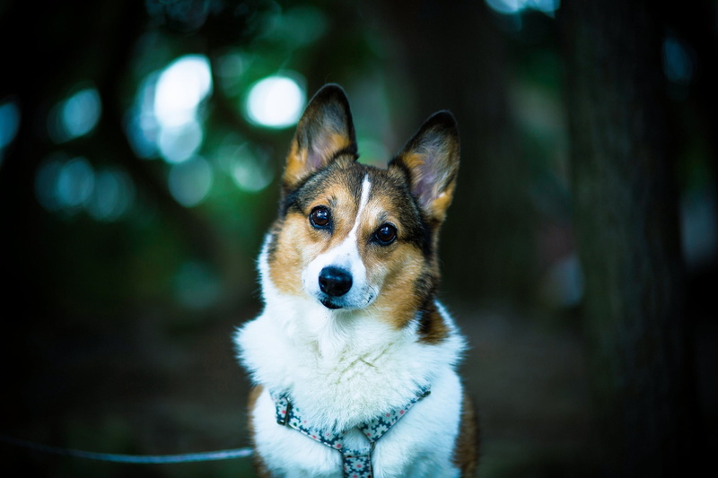 pembroke Welsh Corgi, animals And Pets, looking at camera, close-up, blurred, pets, no People, vertebrate, day, mammal, black Color, snout, animal themes