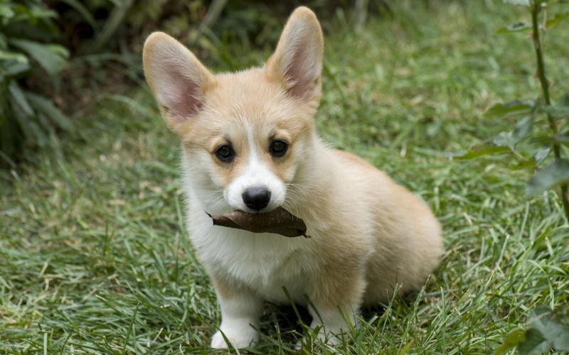 white, corgi, day, 1080P, orange, domestic Animals, cute, outdoors, brown, field, leaves, plant, small, pembroke, pembroke Welsh Corgi, domestic, dog