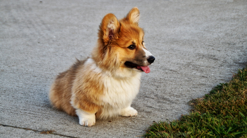 corgi, obedience, mouth open, puppy, fun, sheepdog, no People, welsh, animal Tongue, small, dog, shetland Sheepdog, focus on foreground, animal themes