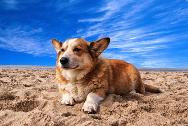 dog, domestic animals, white, animal, canine, cloud, nature, blue, pets, lying, one animal, beach, pet, purebred dog, cute, corgi, land, 4K, mammal, no people