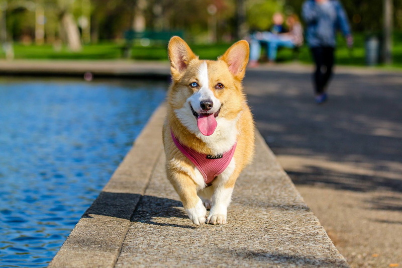mouth, panting, looking at camera, vertebrate, white, portrait, pembroke, animal tongue, adult, 1080P, animal, canine, day, brown, near, corgi, mammal