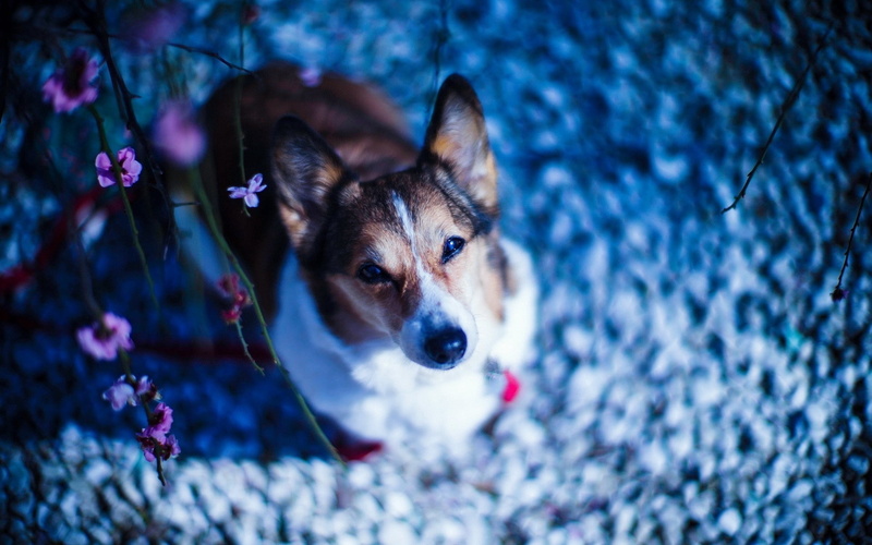 1080P, purebred Dog, close-up, friendship, grass, portrait, animal, love, face, cute, beautiful, white, corgi, happiness, siberian Husky, beauty, fur