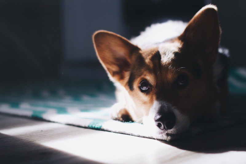 flooring, mammal, canine, domestic animals, domestic, adult, small, photography, sunbeam, brown, focus on foreground, dog, 4K, close-up, white, portrait