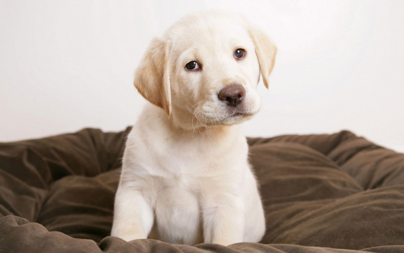 photography, 720P, cute, puppy, golden, retriever, animals, dog, golden retriever