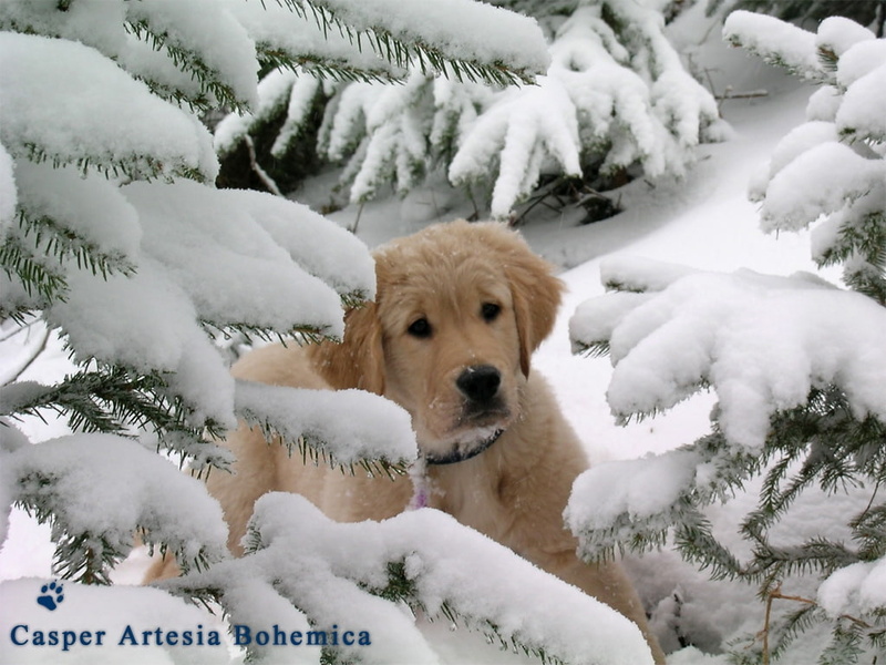 retriever, tree, puppy, fir, animals, snow, pet, dog, hd, animal, 480P, golden, winter