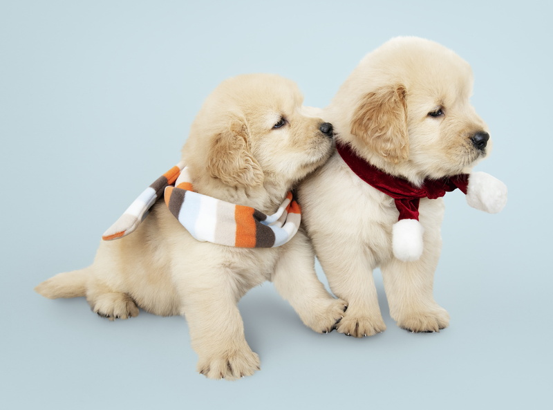 4K, Dogs, Pet, Dog, Golden Retriever, Baby Animal, Puppy