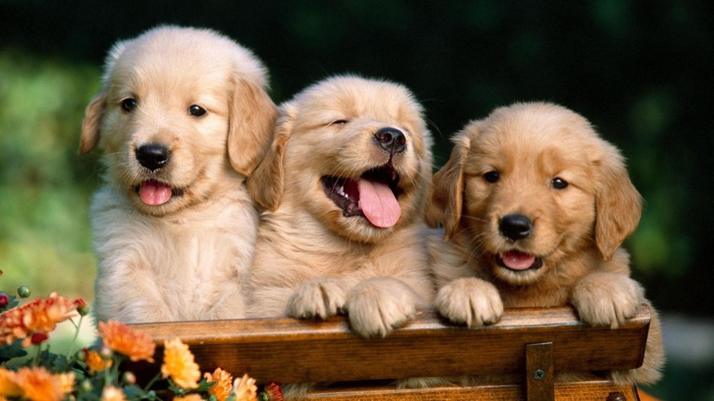goldens, pups, puppies, cutest, golden, retriever, 1080P, cute, animals, tongues