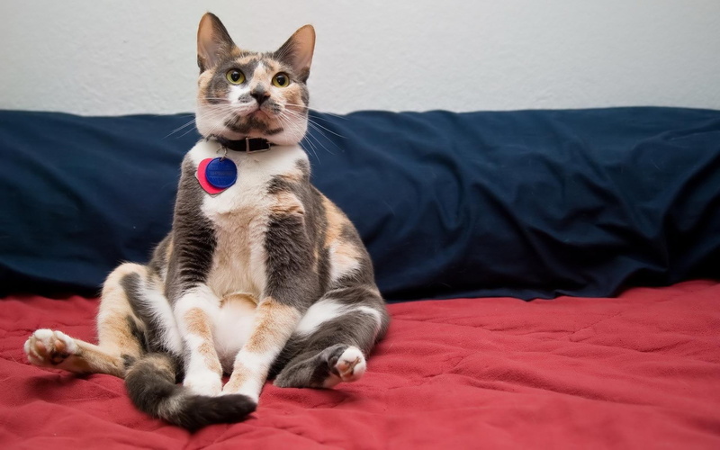cat, funny, cats, adorable, nice, others, animals, positions, 1080P, kiiten, cute, humor, kitty