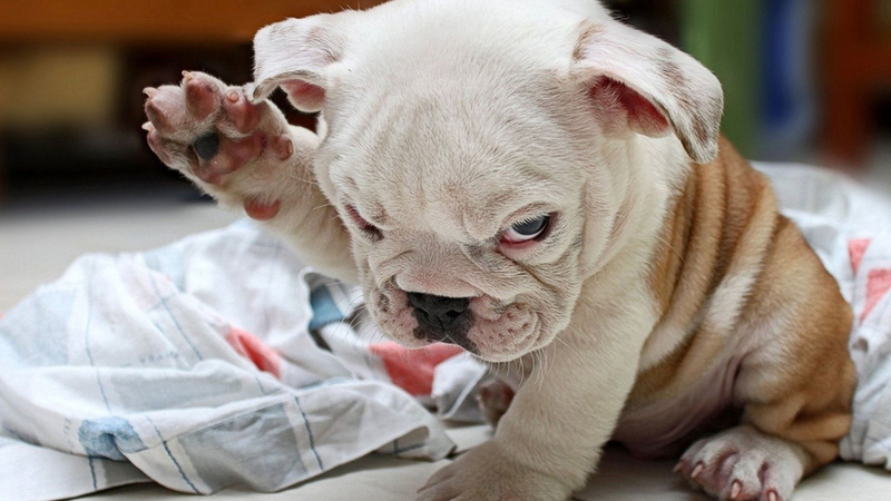 bulldog, pet, animal, hunting dog, 4K, puppy, chihuahua, french bulldog, dog, toy dog, domestic animal, cute, canine, animals