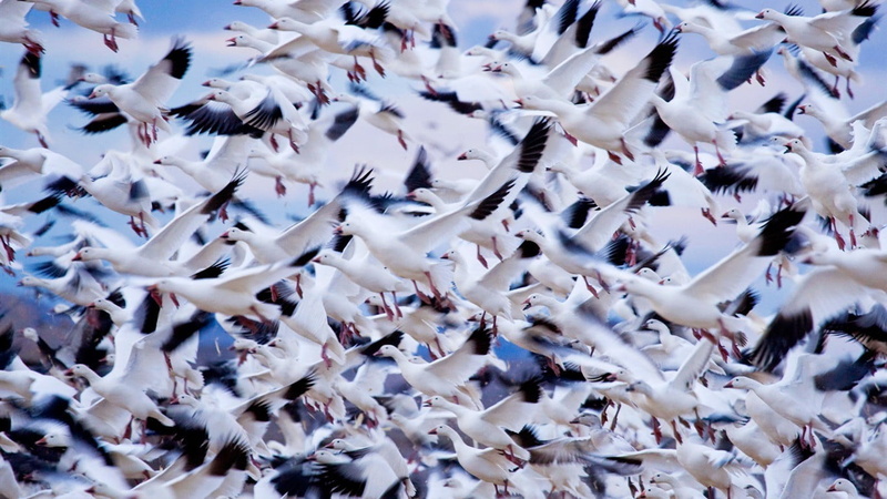 flock of birds, large group of objects, floral, animal themes, animal, nature, animals in the wild, black, day, birds, backgrounds, full frame, vertebrate