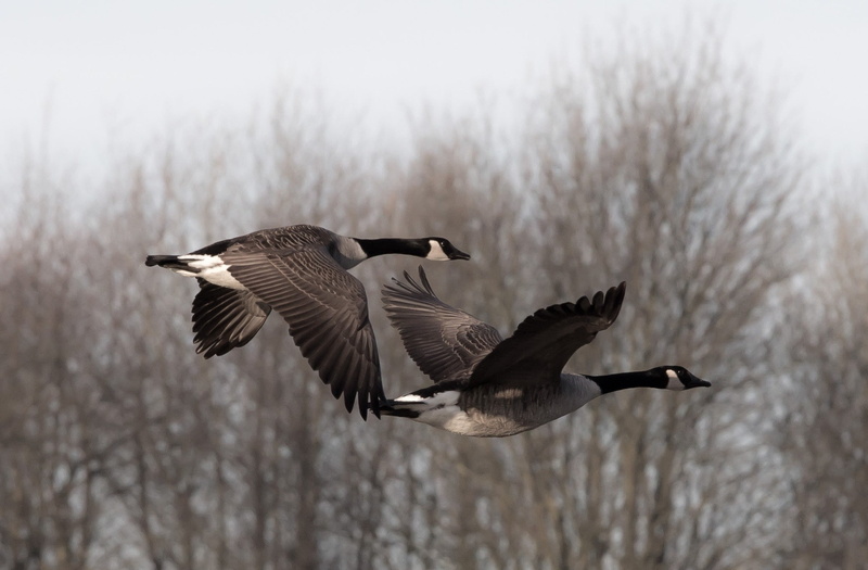 no people, vertebrate, outdoors, bird, animal, cold temperature, animals, focus on foreground, animals in the wild, nature, day, tree, mid-air, spread wings