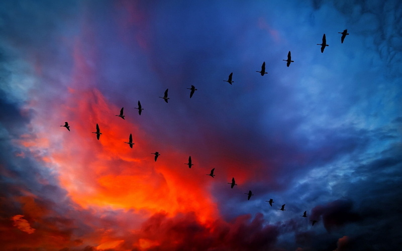 720P, flying, cloud - sky, vertebrate, birds, no people, bird, animals in the wild, animals, animal themes, group of animals, animal wildlife, large group of animals