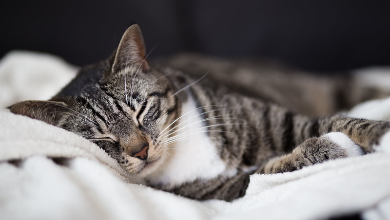 cat, katze, animal, fur, domestic Cat, Nelly, domestic Animals, white, Stuttgart, textile, pets, black, tabby, tabby cat, gray, cute, 1080P