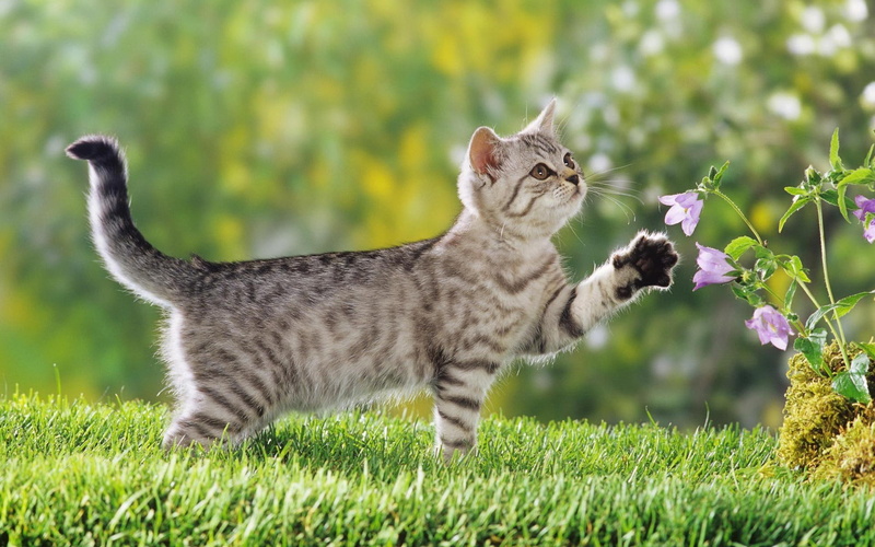 natureza, jardim, tabby, cat, animals, silver, gato, passeio, bonito, 1080P