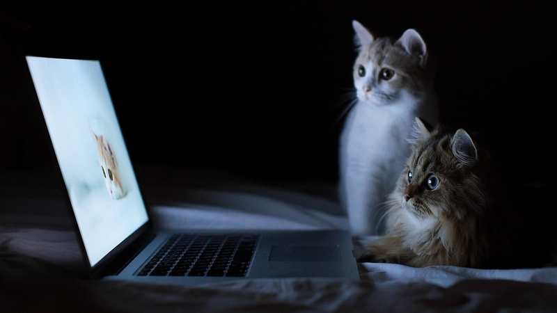 watching, pc, labtop, pc labtop, funny, 1080P, two, animals, laptop, looking, cats, computer