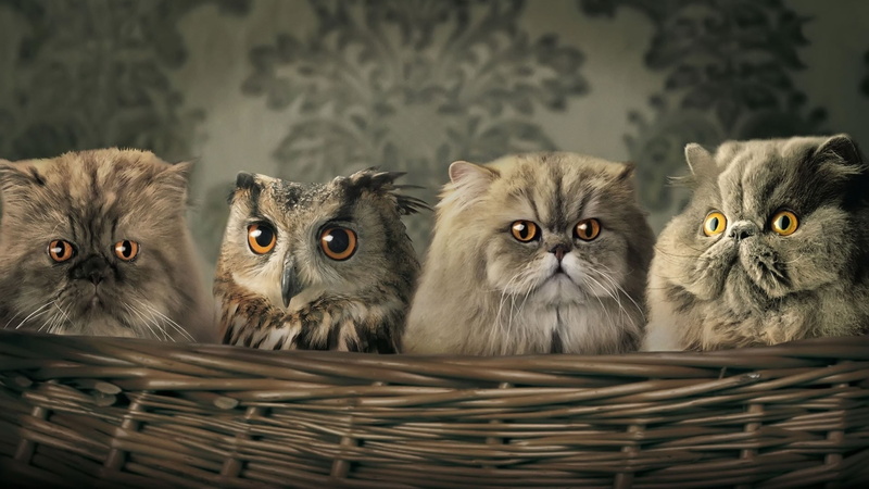 focus on foreground, basket, mammal, container, animal family, animal, whisker, group of animals, pets, domestic cat, 1080P, looking at camera, three