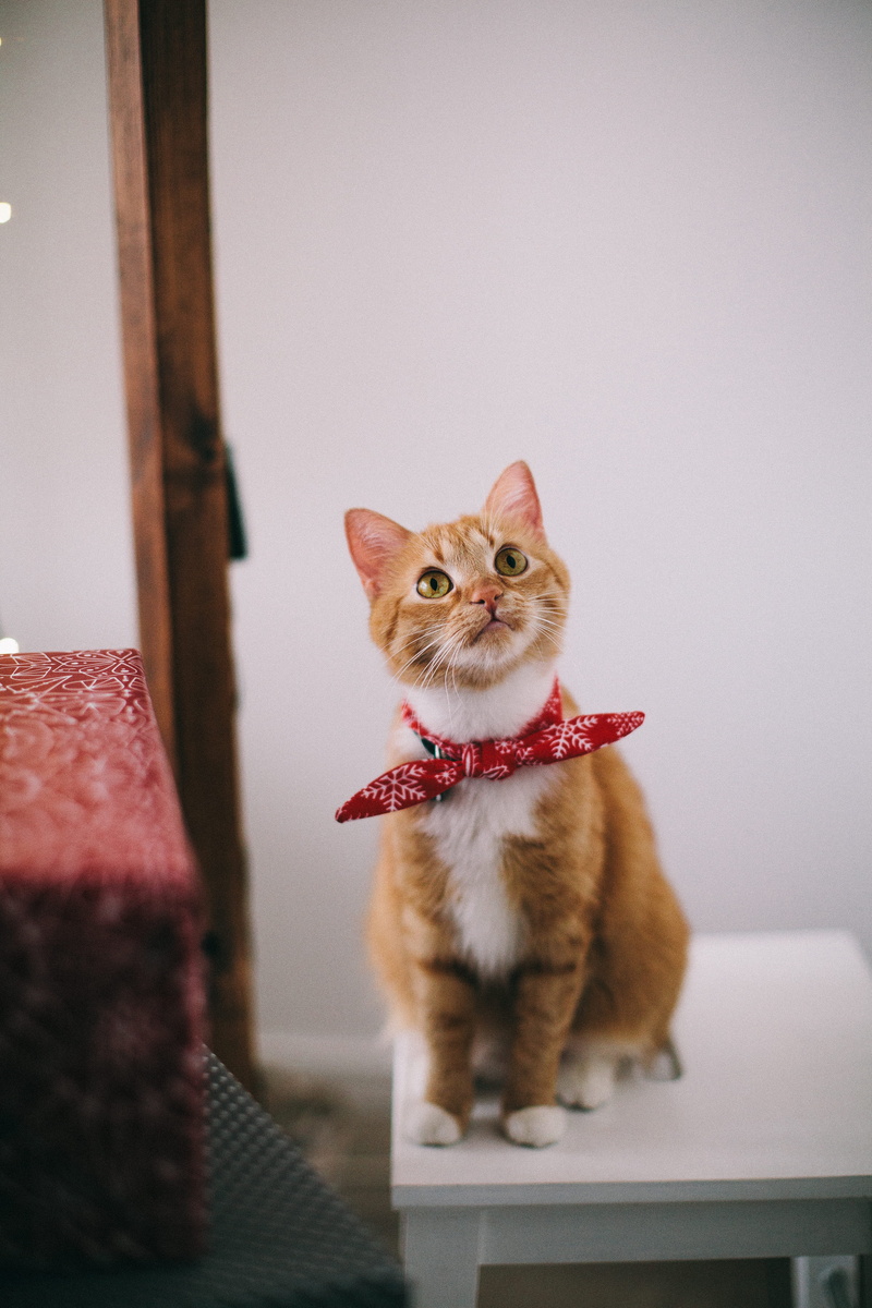 chihuahua - dog, kitty, sitting, 5K, cat, dog, pets, one animal, no people, whisker, domestic animal, small, vertebrate, looking, tabby, animal, table