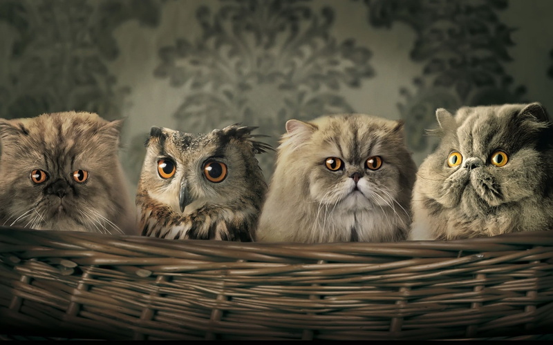 domestic animals, three, no people, 1080P, pets, feline, yellow eyes, whisker, basket, vertebrate, portrait, owl, animal themes, animal, looking at camera