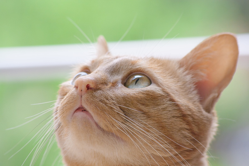 ojos, tabby, domestic Cat, face, tabby cat, feline, orange, pets, animal, domestic Animals, mammal, eyes, cute, looking, orange tabby, 4K, cat, naranja