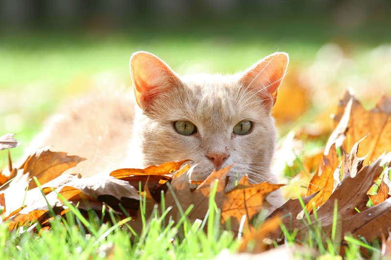 domestic Animals, yellow, outdoors, cute, buff, orange Tabby, wildlife photography, feline, autumn, wildlife, Radiant, overexposed, photography, cats, cat